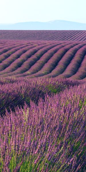 Serene Lavender Field Phone Wallpaper: Purple Flowers and a Tree
