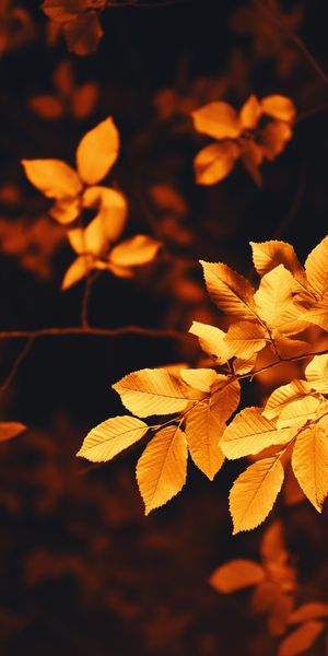 Autumn Leaves Wallpaper - Vibrant Orange Foliage