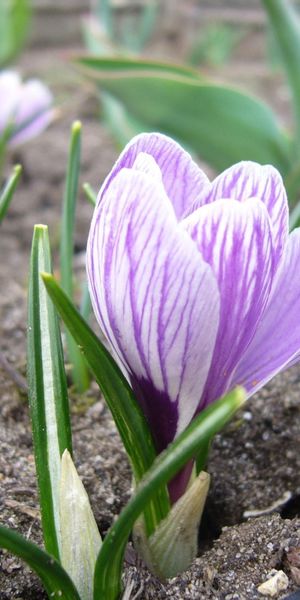 Phone wallpaper: Primrose, Land, Crocus, Close Up, Flower, Flowers, Spring, Earth free download