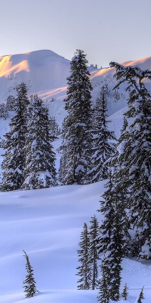 Phone wallpaper: Trees, Snow, Landscape, Mountains free download