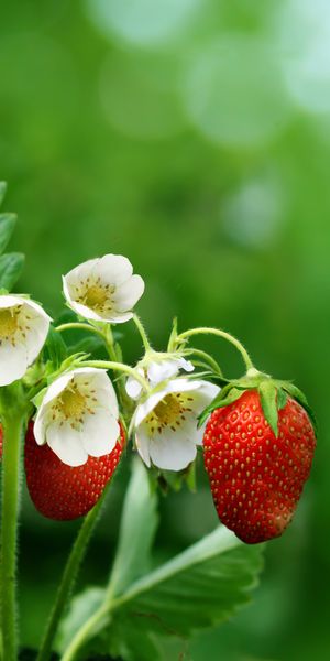 Vibrant Ripe Strawberries with Blossoms for Phone Wallpaper