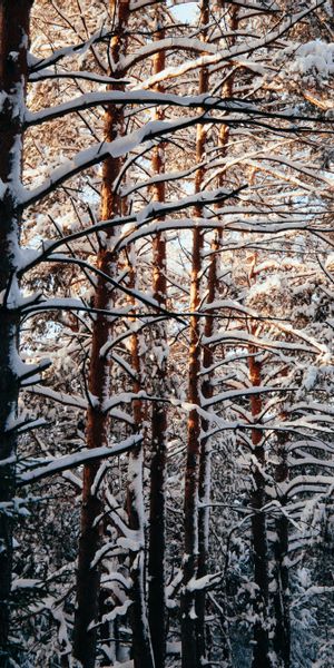 Phone wallpaper: Forest, Snow, Trees, Winter, Nature free download