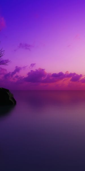 Beautiful Purple Sunset Over Calm Ocean with a Lone Tree