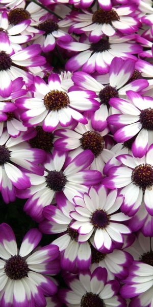 Bright Multicolored Cineraria Flowers - HD Phone Wallpaper for Nature Lovers