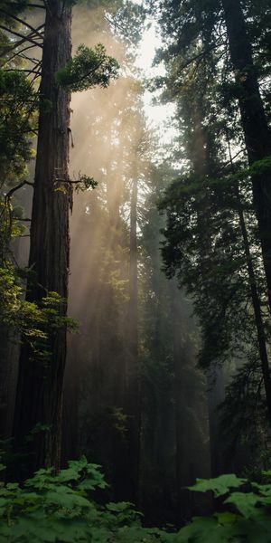 Serene Forest with Sunlight and Fog - Perfect Mobile Wallpaper