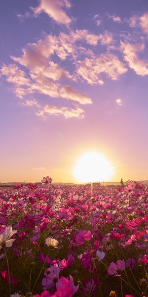 Breathtaking 4K Mobile Wallpaper of Purple Cosmos Flowers in Japan