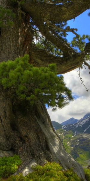 Phone wallpaper: Trees, House, Scenic, Tree, Mountain, Earth, Cloud, Landscape free download