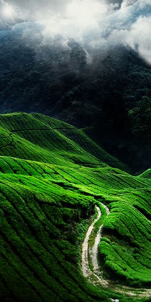 Breathtaking Moonlit Green Hills Landscape
