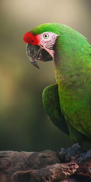 Phone wallpaper: Birds, Bird, Blur, Animal, Parrot, Military Macaw free download