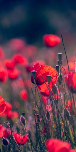 Phone wallpaper: Nature, Flowers, Summer, Flower, Earth, Poppy, Red Flower, Depth Of Field free down