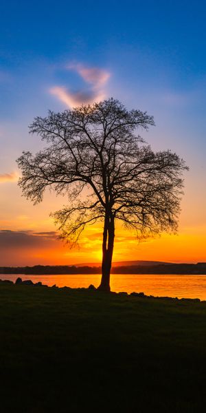 Sunset Over a Serene Lake with Tree Silhouette