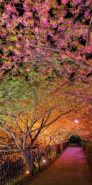 Enchanting Spring Park Alley with Colorful Night Illumination