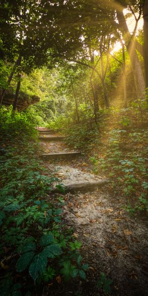 Tranquil Forest Path Bathed in Sunlight