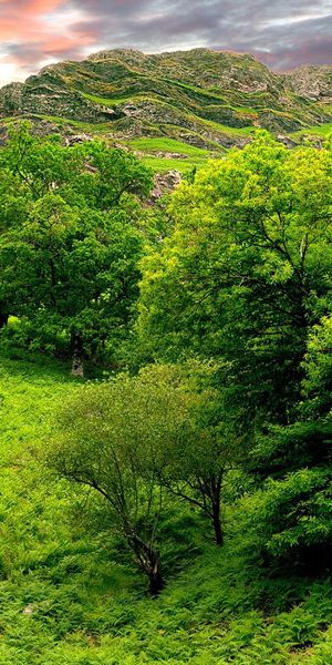 Breathtaking HD mobile wallpaper featuring lush trees and summer mountains