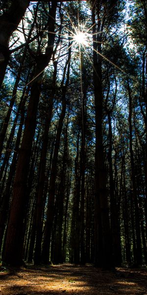 Phone wallpaper: Trees, Beams, Rays, Stroll, Sunlight, Forest, Nature free download