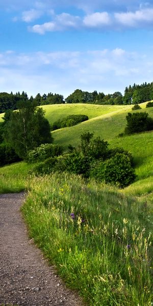 Breathtaking 4K phone wallpaper of a tranquil hill and forest landscape