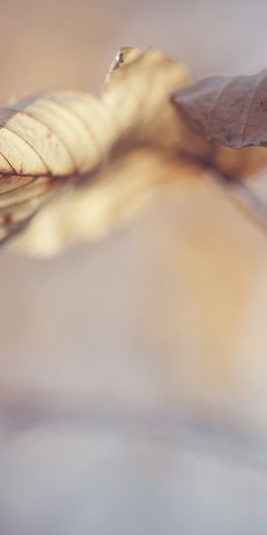 Phone wallpaper: Nature, Macro, Blur, Leaf, Fall, Branch, Earth free download