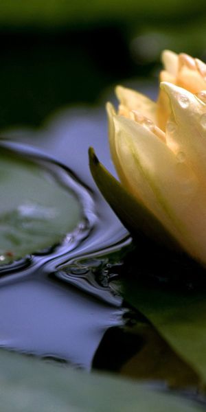 Phone wallpaper: Water Lily, Flowers, Flower, Earth free download