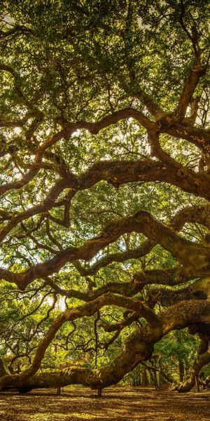 Majestic Angel Oak Tree at Johns Island, South Carolina
