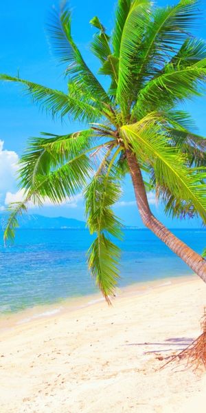 Phone wallpaper: Sky, Sea, Beach, Ocean, Earth, Tropical, Palm Tree free download