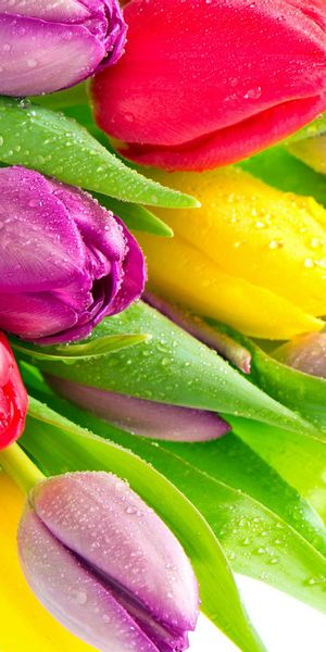 Colorful Tulip Phone Wallpaper: Brighten Your Screen with Nature's Beauty