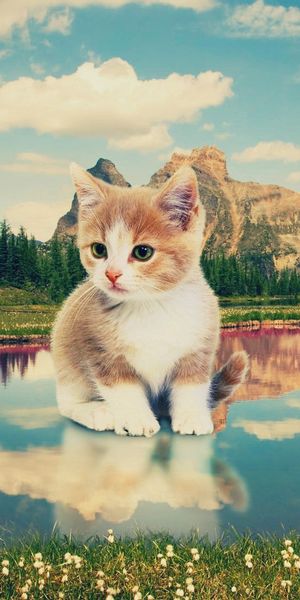 Adorable Kitten at a Serene Lake - Perfect Nature Wallpaper
