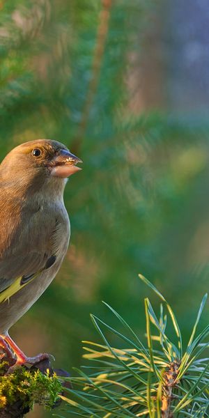 Phone wallpaper: Dzwonic Zwyczajny, Ordinary Green Tea, Goldfinch, Ordinary Greengrocer, Animals, Sm