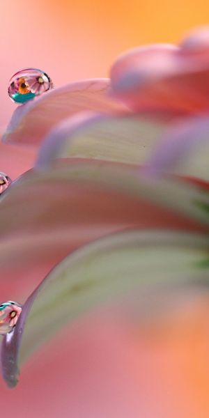 Phone wallpaper: Nature, Reflection, Flower, Macro, Blur, Earth, Water Drop free download