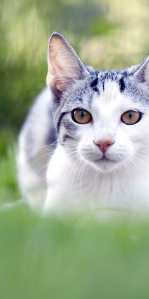Phone wallpaper: Blur, Grass, Sight, Muzzle, Opinion, Smooth, Animals, Cat free download