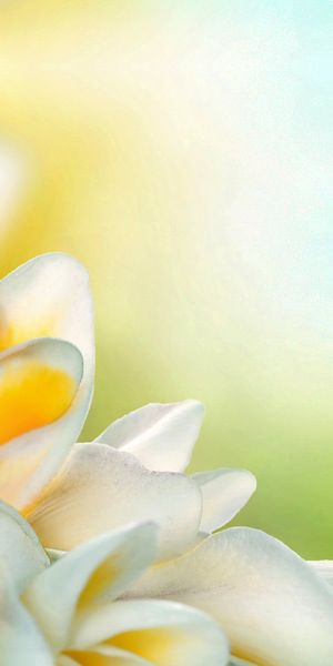 Beautiful Frangipani Flowers Wallpaper in 4K for Your Phone