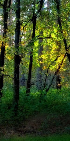 Phone wallpaper: Greens, Forest, Nature, Trees free download