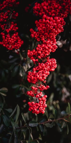Vibrant Red Rowan Berries Wallpaper