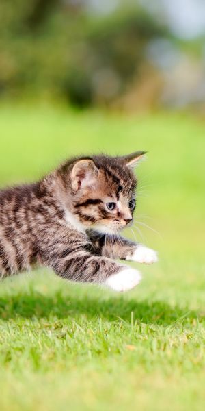 Phone wallpaper: Cats, Grass, Cat, Kitten, Blur, Animal, Baby Animal free download