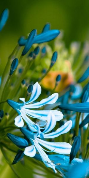 Beautiful blue floral mobile wallpaper - free download for nature lovers