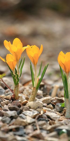Bright Yellow Crocuses Emerging from Stones in Spring