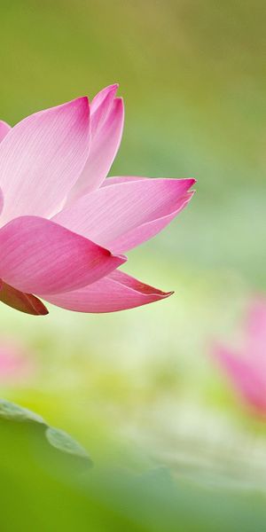 Phone wallpaper: Flowers, Lotus, Flower, Blur, Close Up, Earth, Water Lily, Pink Flower free downloa