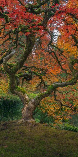 Phone wallpaper: Trees, Tree, Fall, Earth, Japanese Garden free download