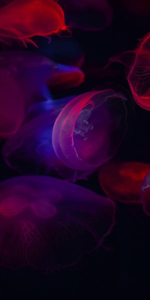 Mesmerizing HD Phone Wallpaper Featuring Colorful Underwater Jellyfish