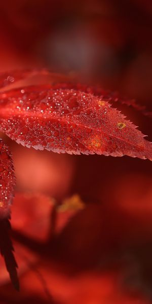 Captivating 4K iPhone Wallpaper Featuring a Macro Shot of a Red Leaf