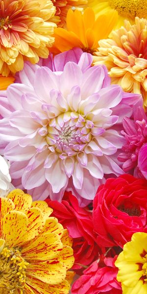 Phone wallpaper: Flowers, Flower, Earth, Colors, Colorful, Yellow Flower, Pink Flower free download