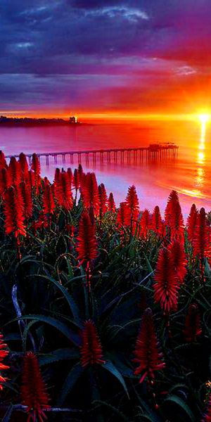 Breathtaking 4K phone wallpaper featuring a sunset, bridge, and red flowers