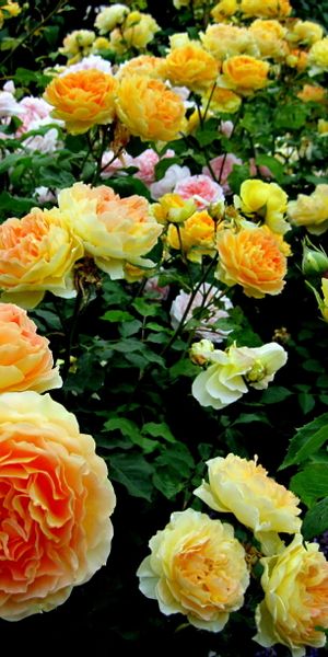 Beautiful close-up of a yellow rose bush, perfect for phone wallpaper