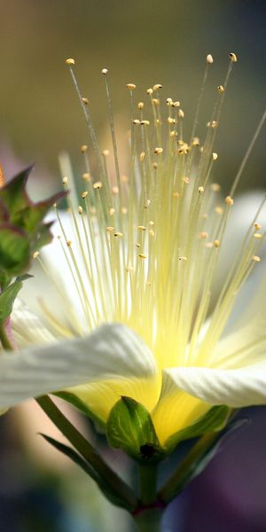Beautiful White Flower with Delicate Petals and Buds