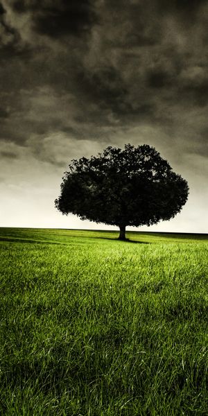 Captivating tree wallpaper: A serene landscape for your phone background