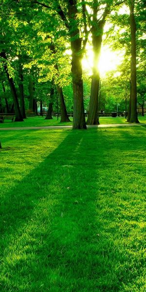 Aesthetic Green Landscape with Trees and Grass for Your Mobile Screen