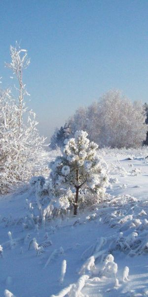 Phone wallpaper: Nature, Frost, Hoarfrost, Snow, Cold, Trees free download