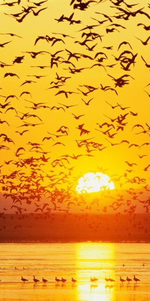 Breathtaking Sunset Landscape with Birds for Your Mobile