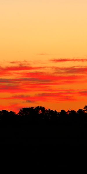 Phone wallpaper: Sunset, Bush, Trees, Nature, Silhouette free download
