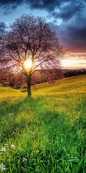 Beautiful Sunset Landscape with Trees in a Lush Green Field