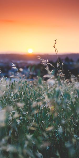 Beautiful Sunset Over a Grass Field with Delicate Flowers